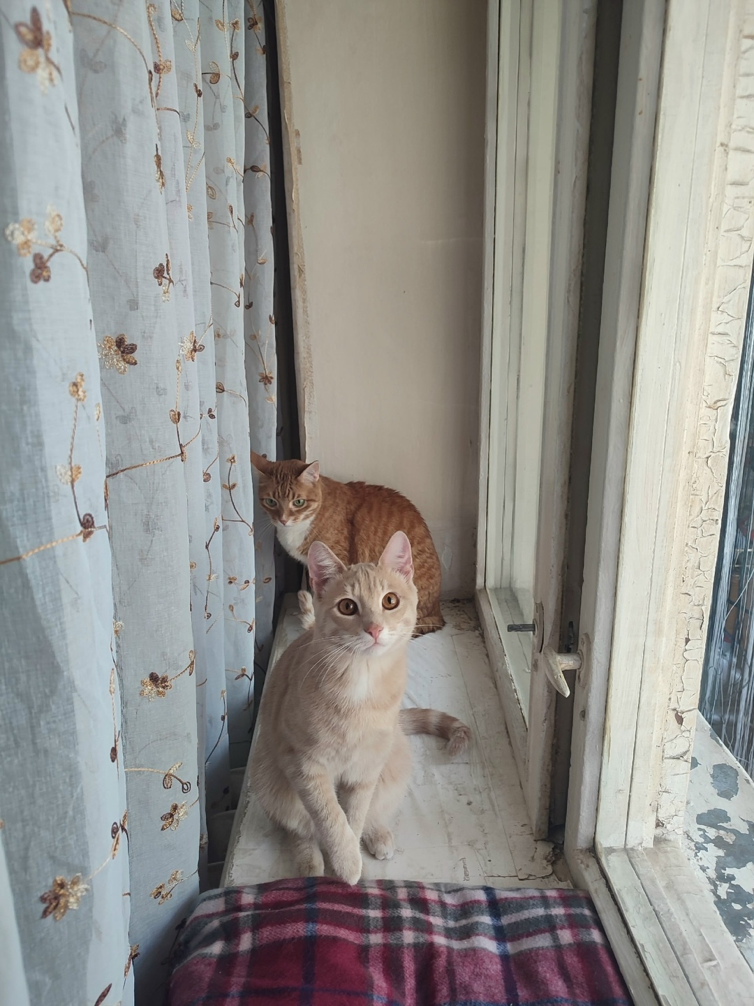 Пропала кошка в Балашихе — фото объявления