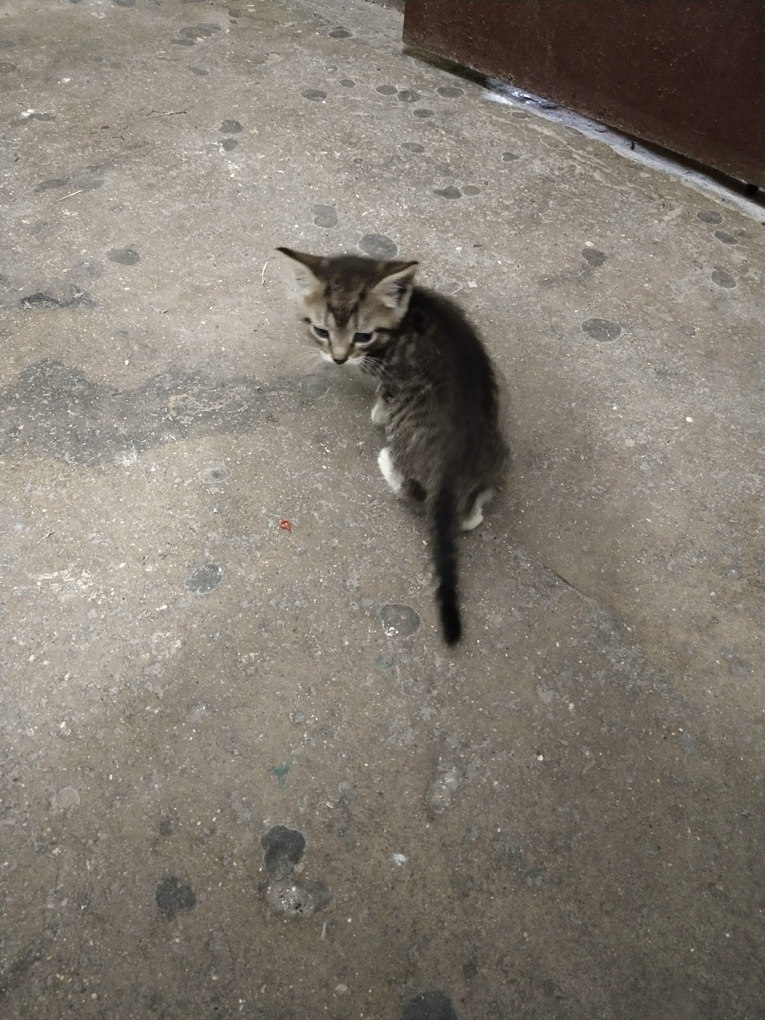 Найдена кошка в Балашихе — фото объявления