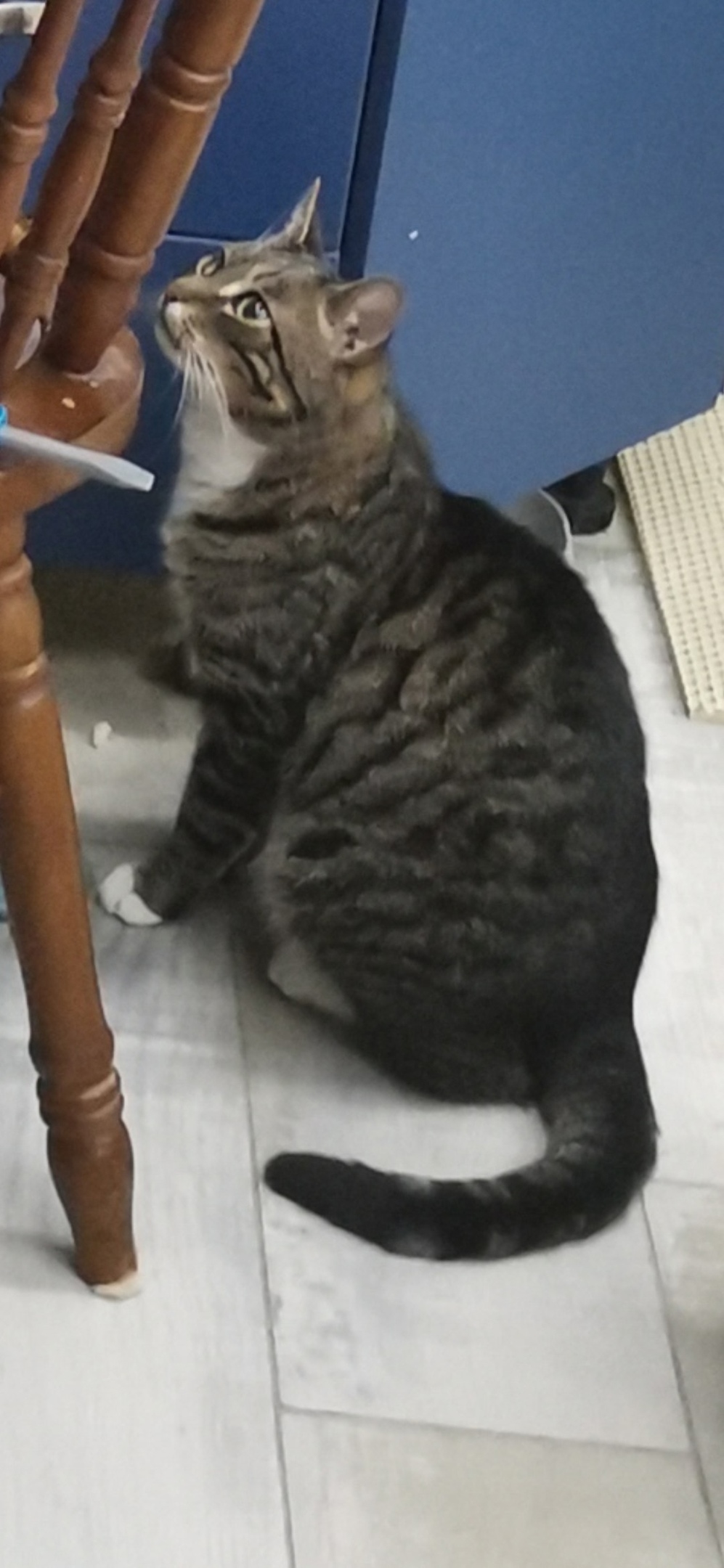 Пропала собака в Балашихе — фото объявления