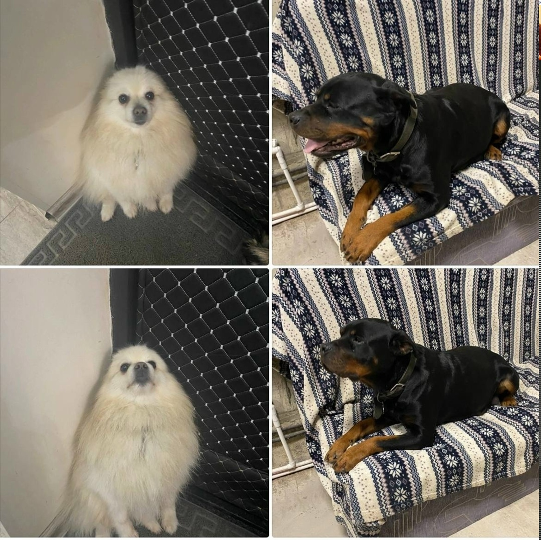 Пропала собака в Балашихе — фото объявления