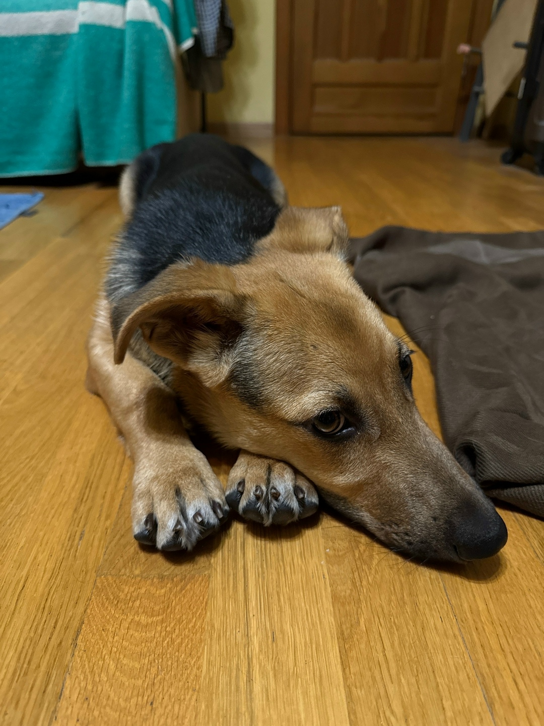 Пропала собака в Балашихе — фото объявления