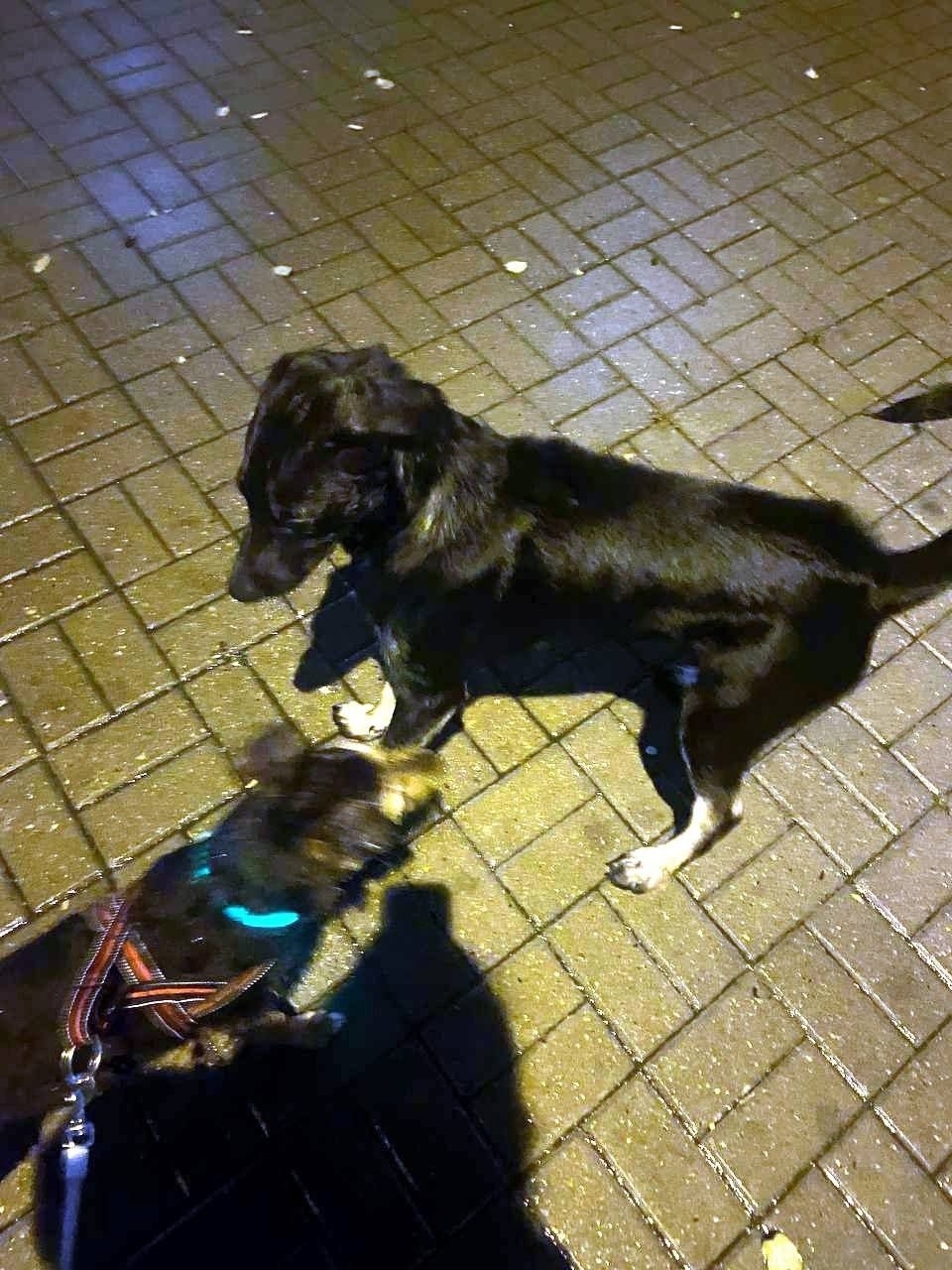 Найдена собака в Балашихе — фото объявления