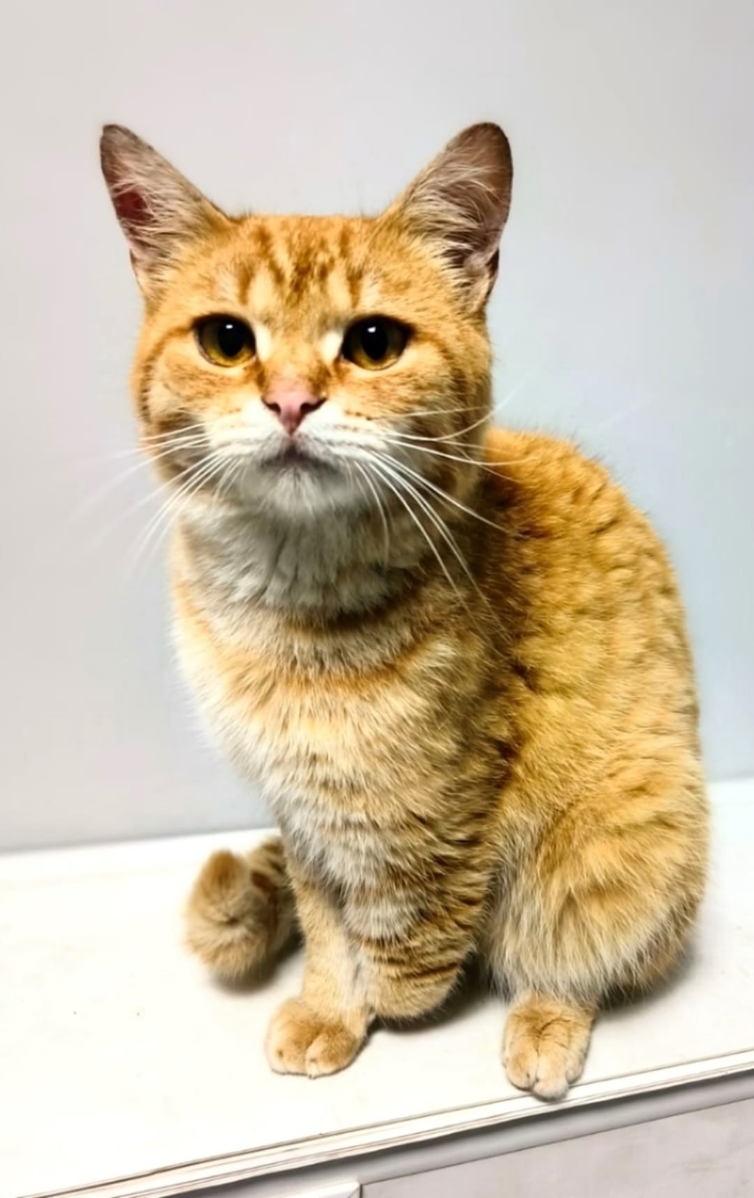 Пропала кошка в Люберцах — фото объявления