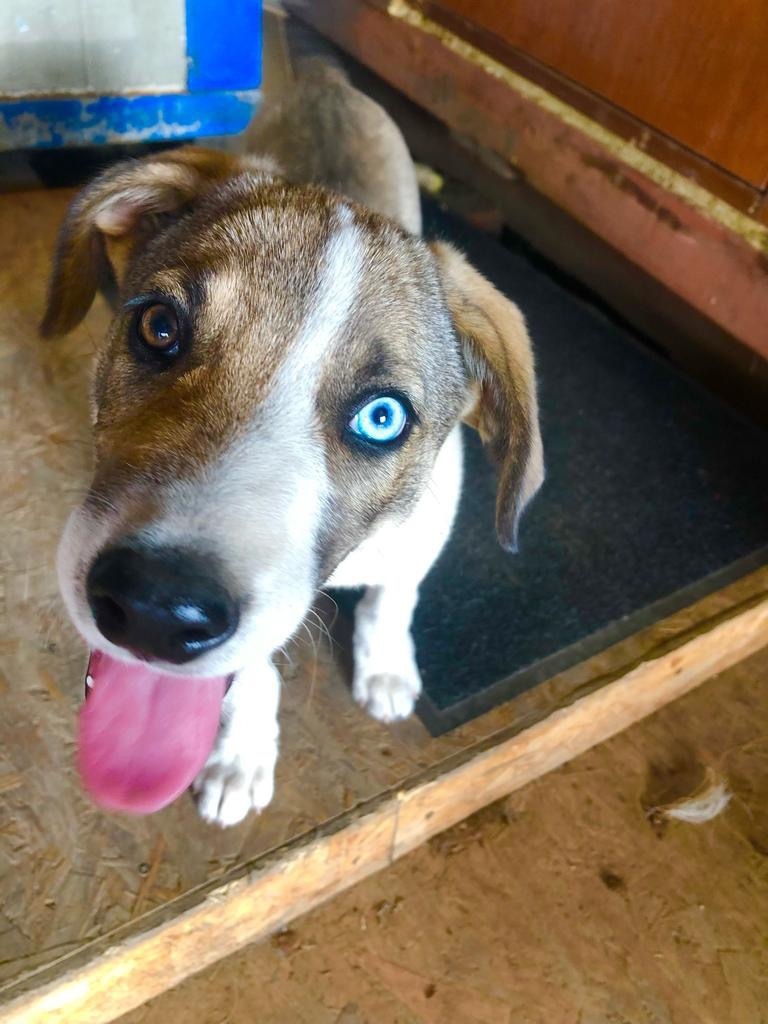 Пропала собака в Люберцах — фото объявления