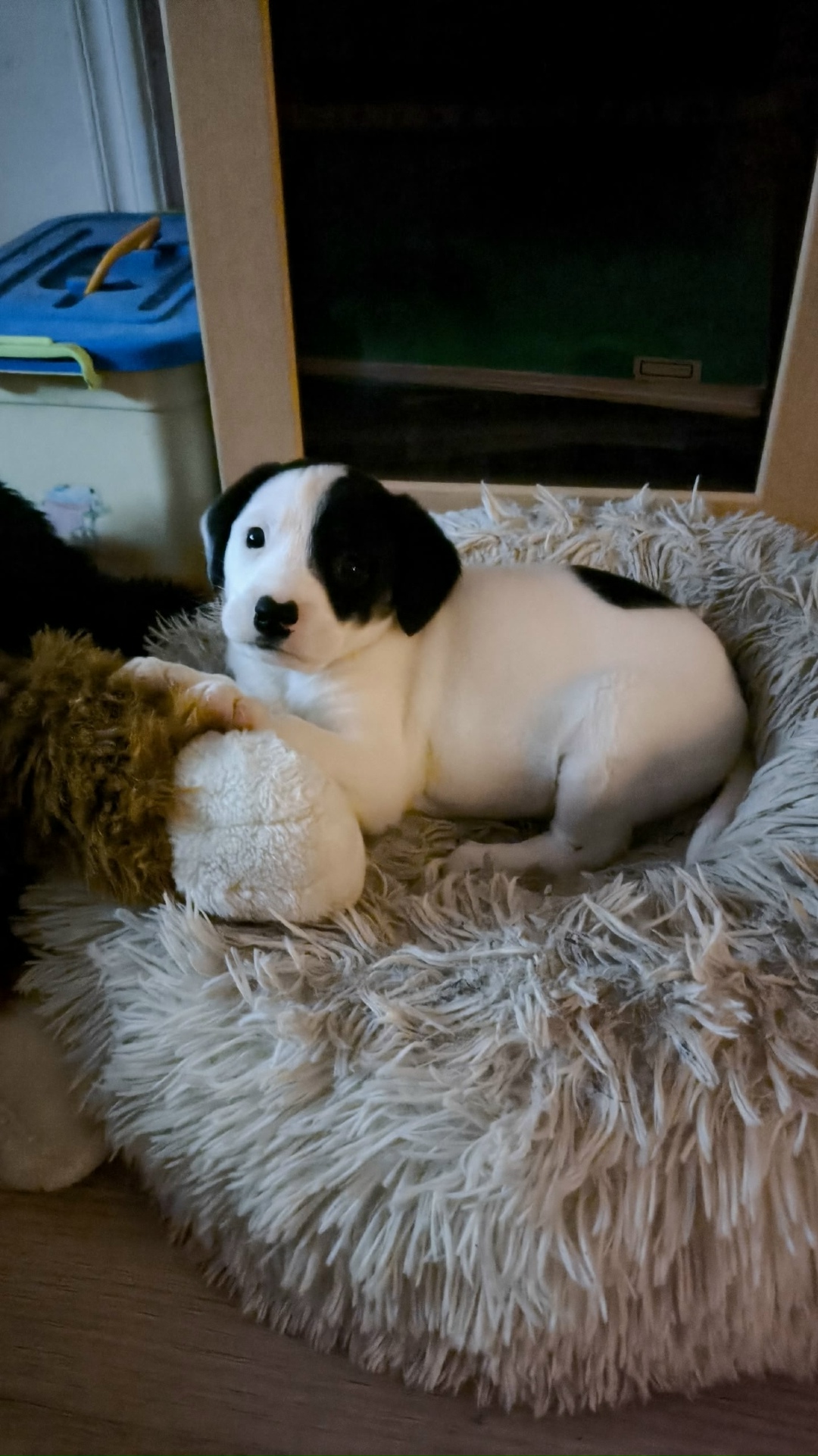 Найдена собака в Люберцах — фото объявления