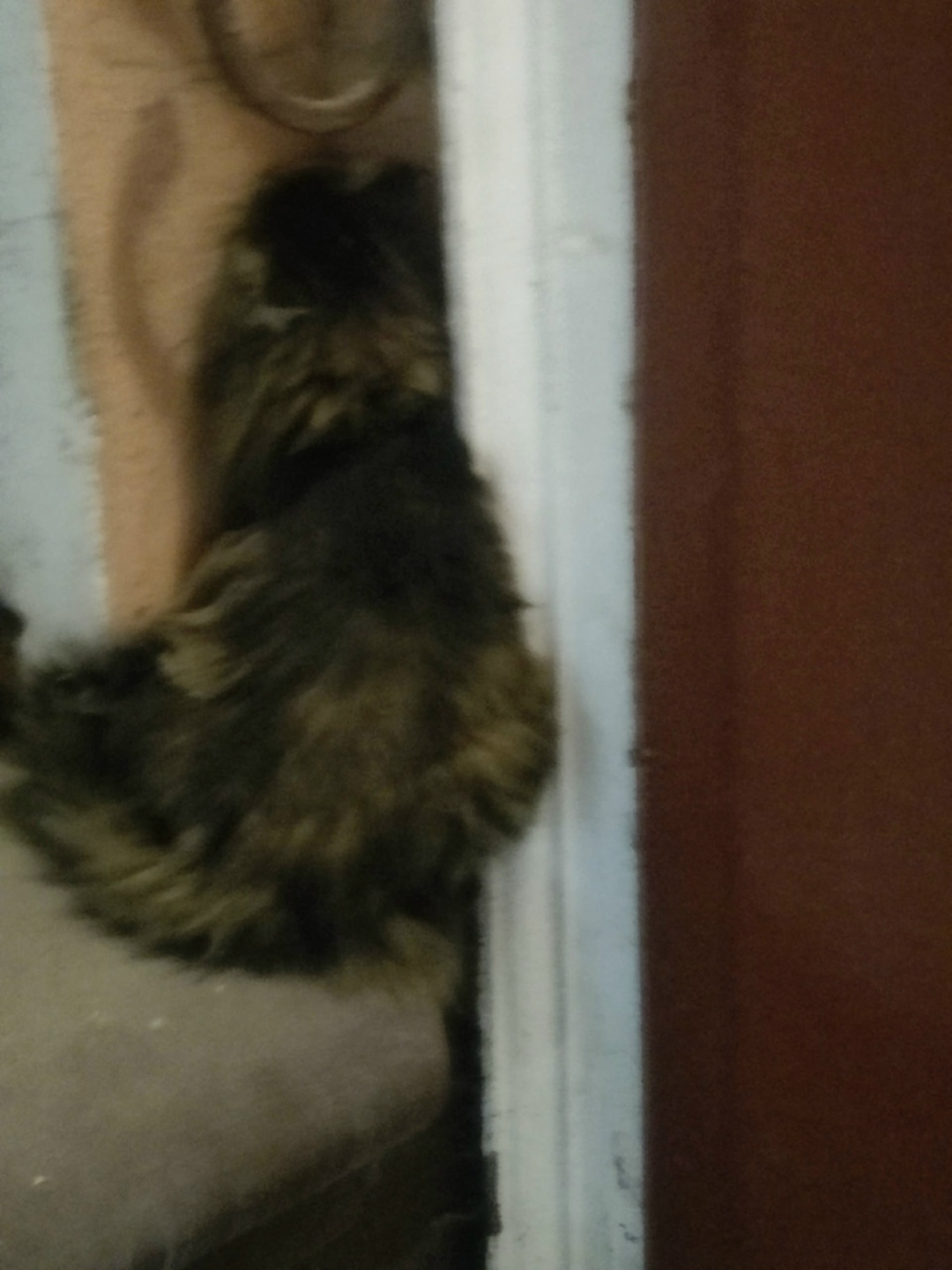 Пропала кошка в Люберцах — фото объявления