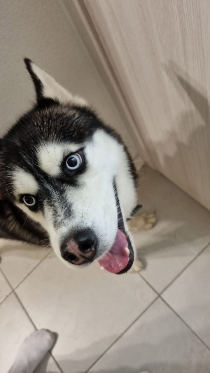 Найдена собака в Люберцах — фото объявления