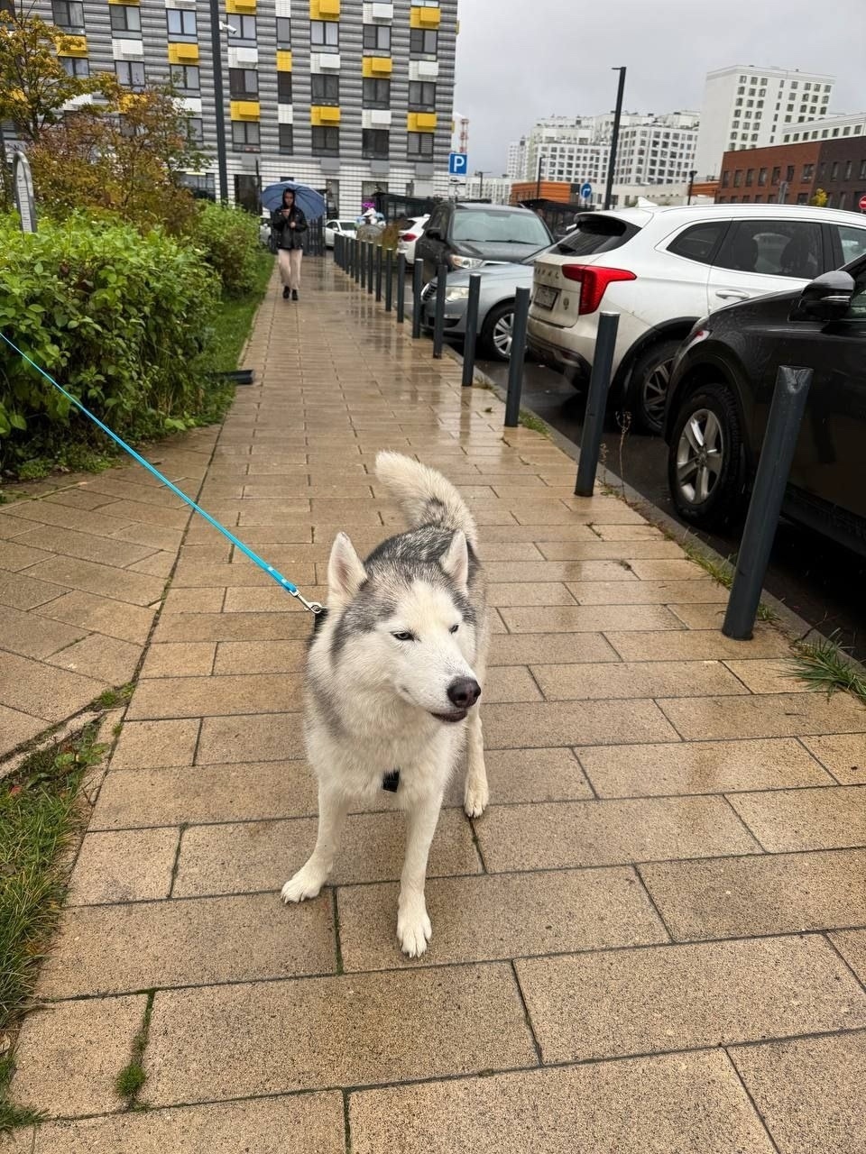 Найдена собака в Люберцах — фото объявления