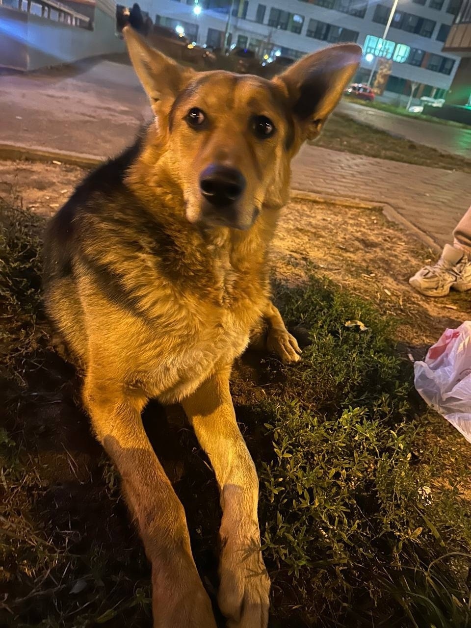 Пропала собака в Люберцах — фото объявления