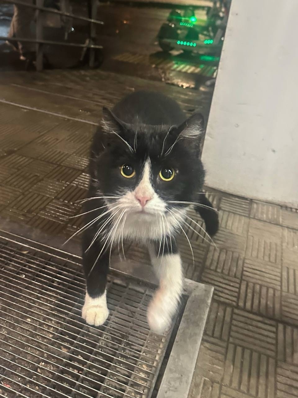 Пропала кошка в Люберцах — фото объявления