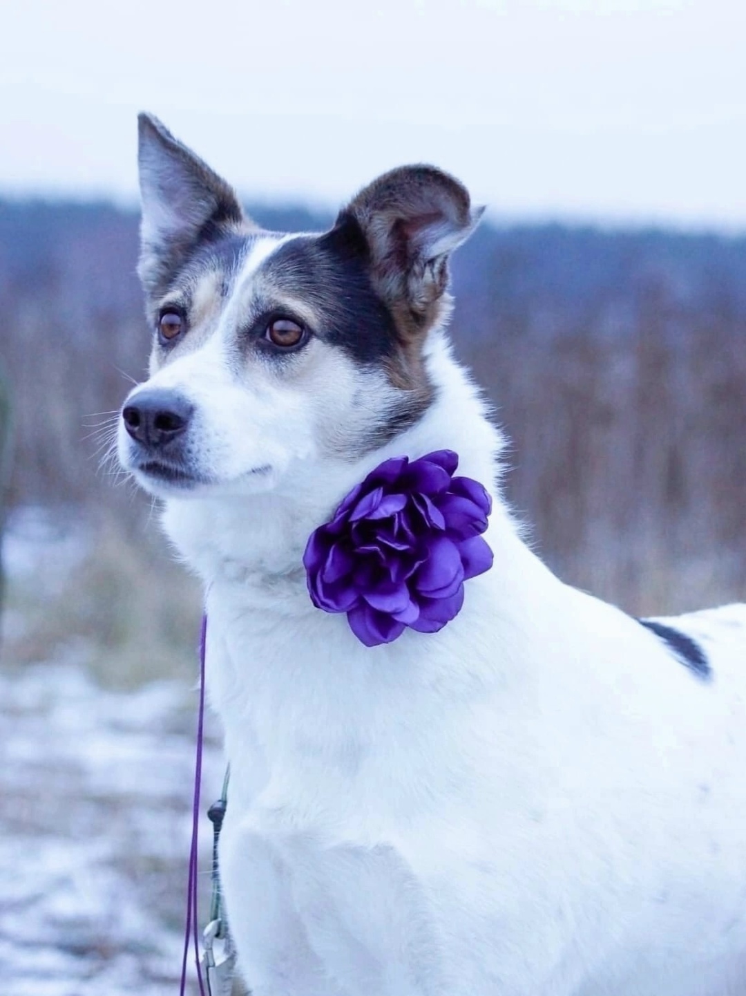 Найдена собака в Люберцах — фото объявления
