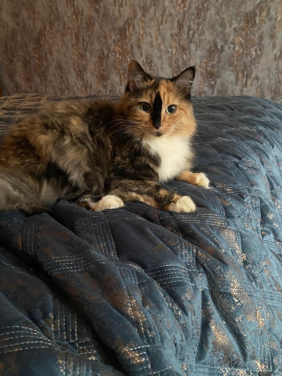 Найдена кошка в Люберцах — фото объявления