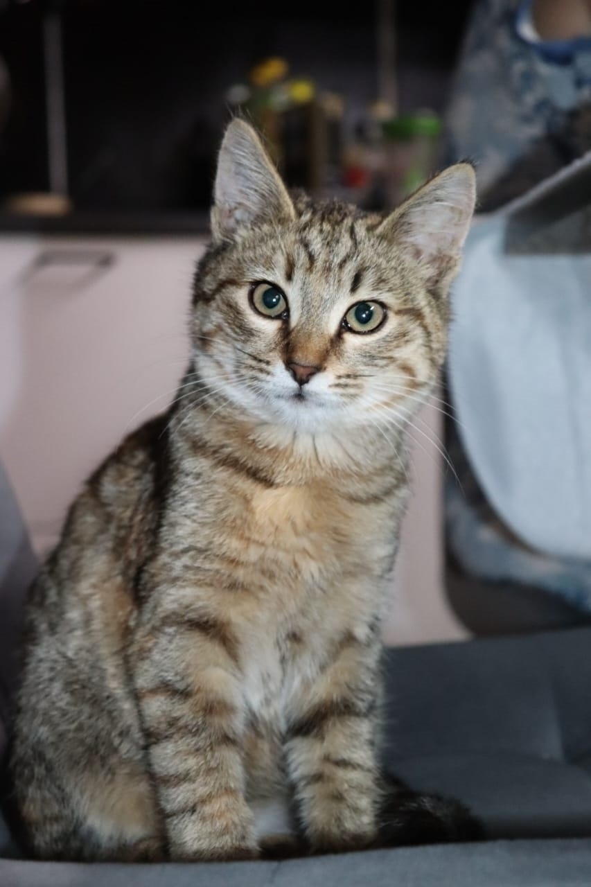 Найдена кошка в Люберцах — фото объявления