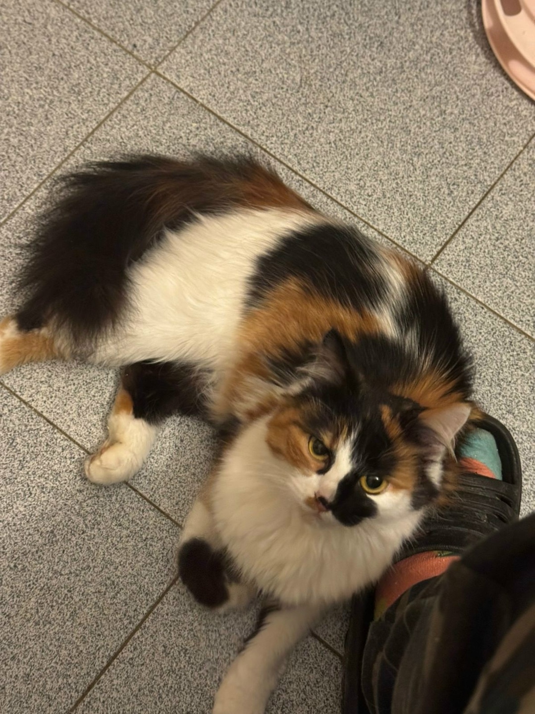 Найдена кошка в Люберцах — фото объявления