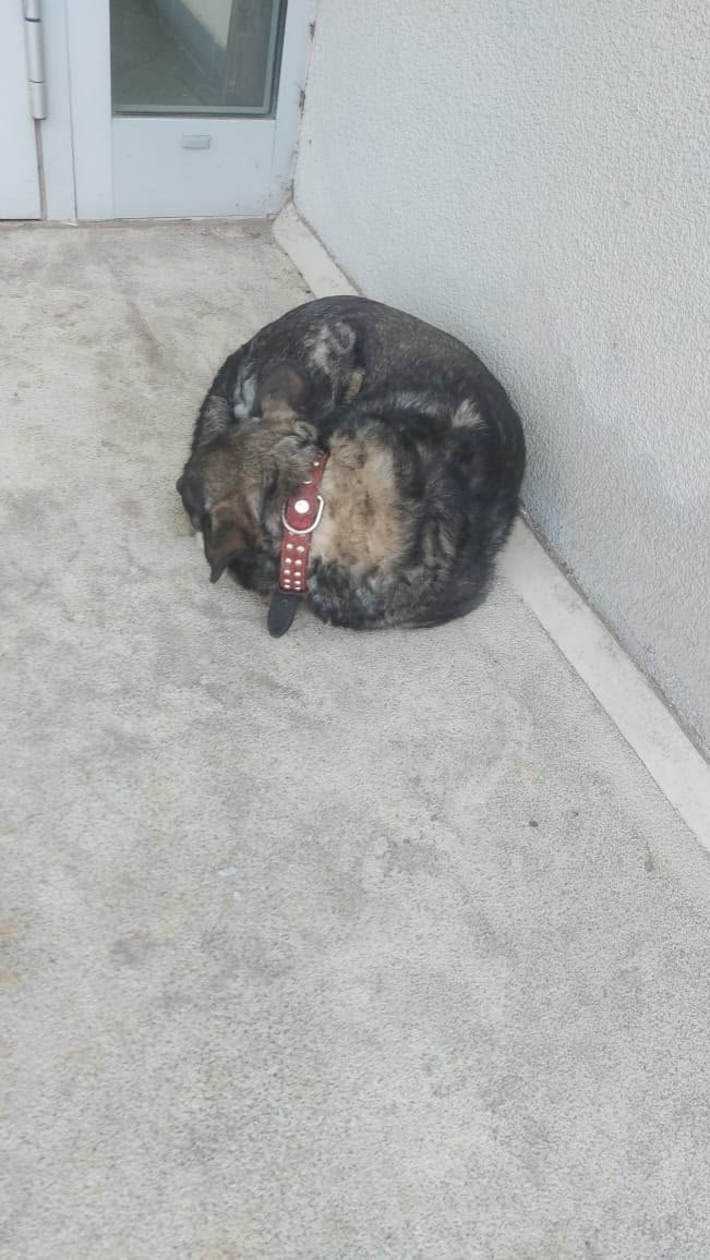 Найдена собака в Люберцах — фото объявления