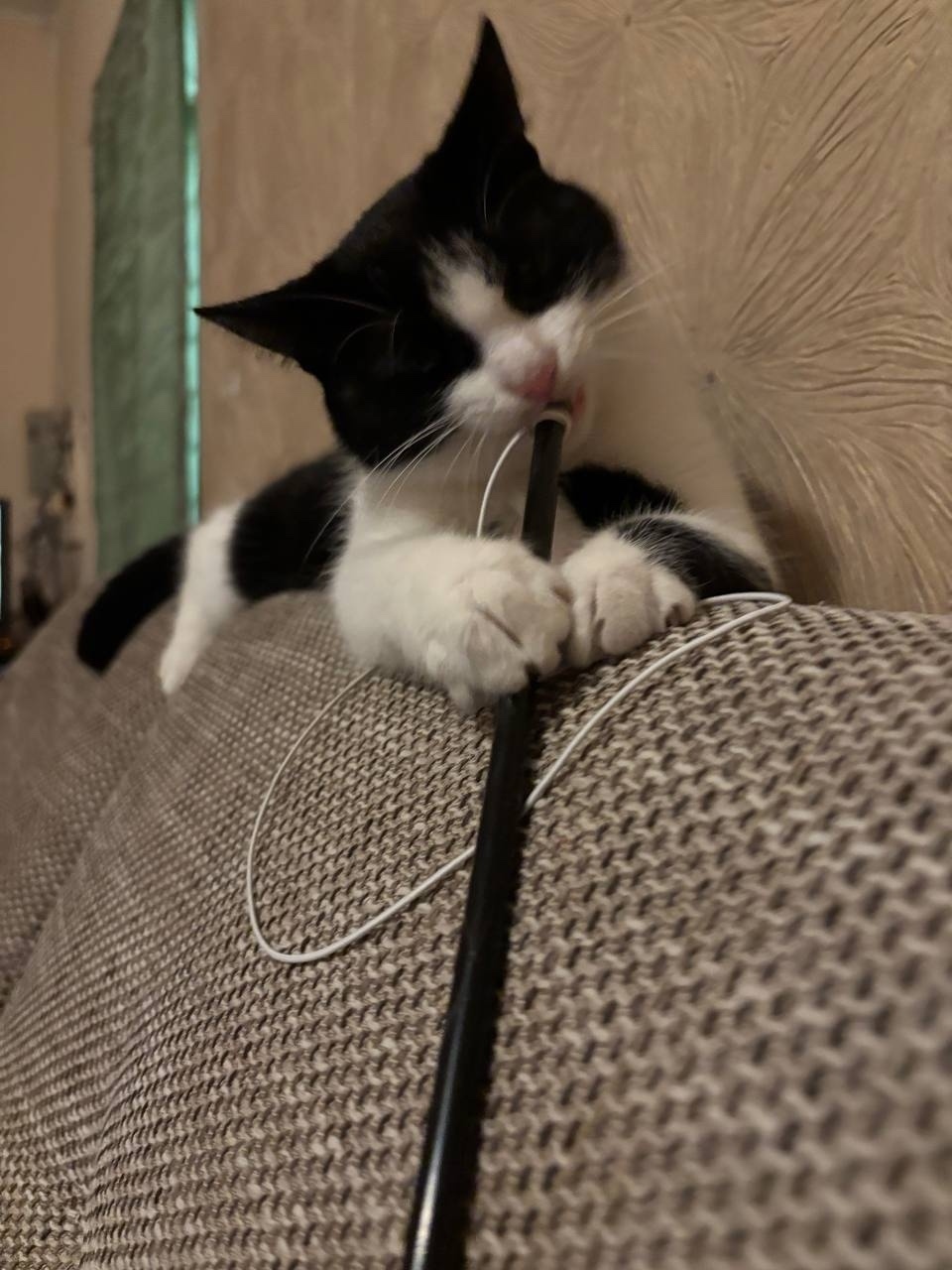 Пропала кошка в Люберцах — фото объявления