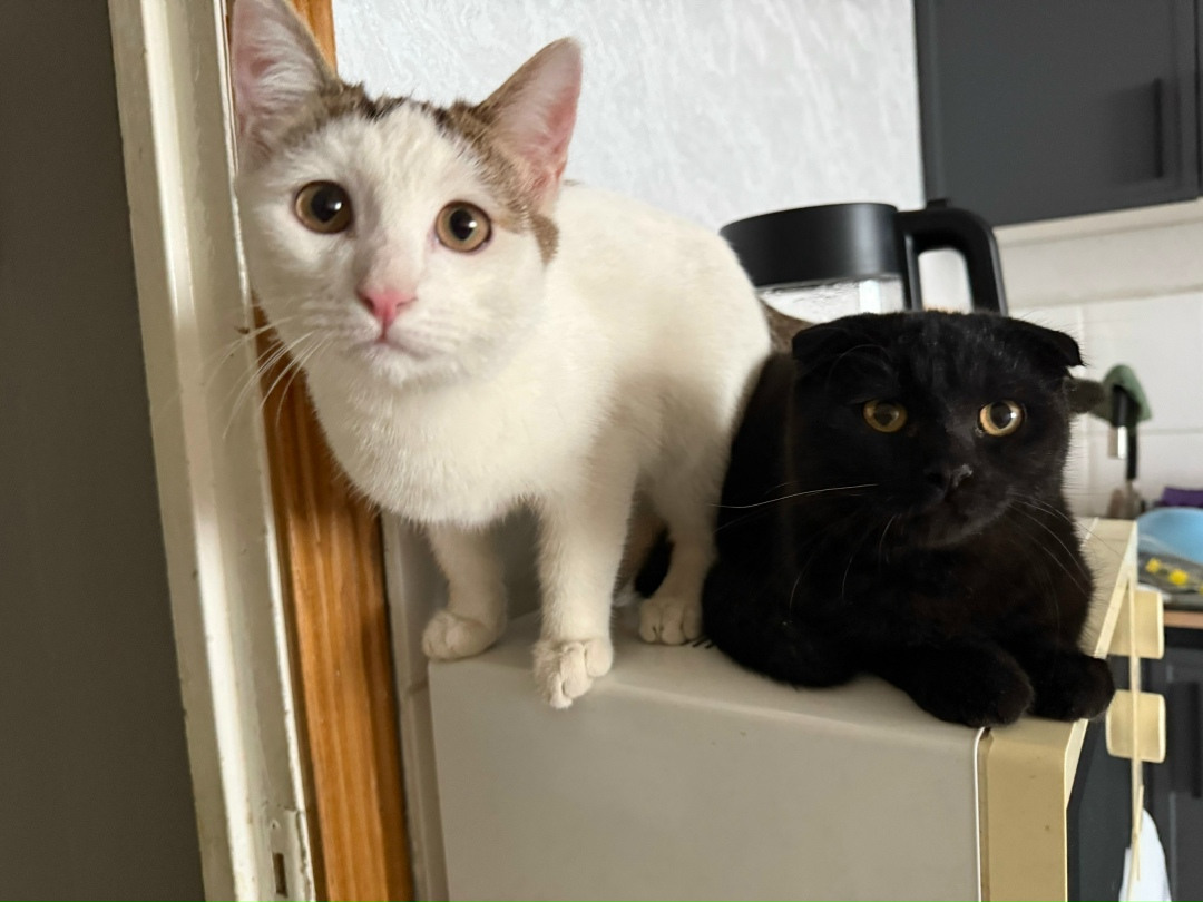 Найдена кошка в Люберцах — фото объявления