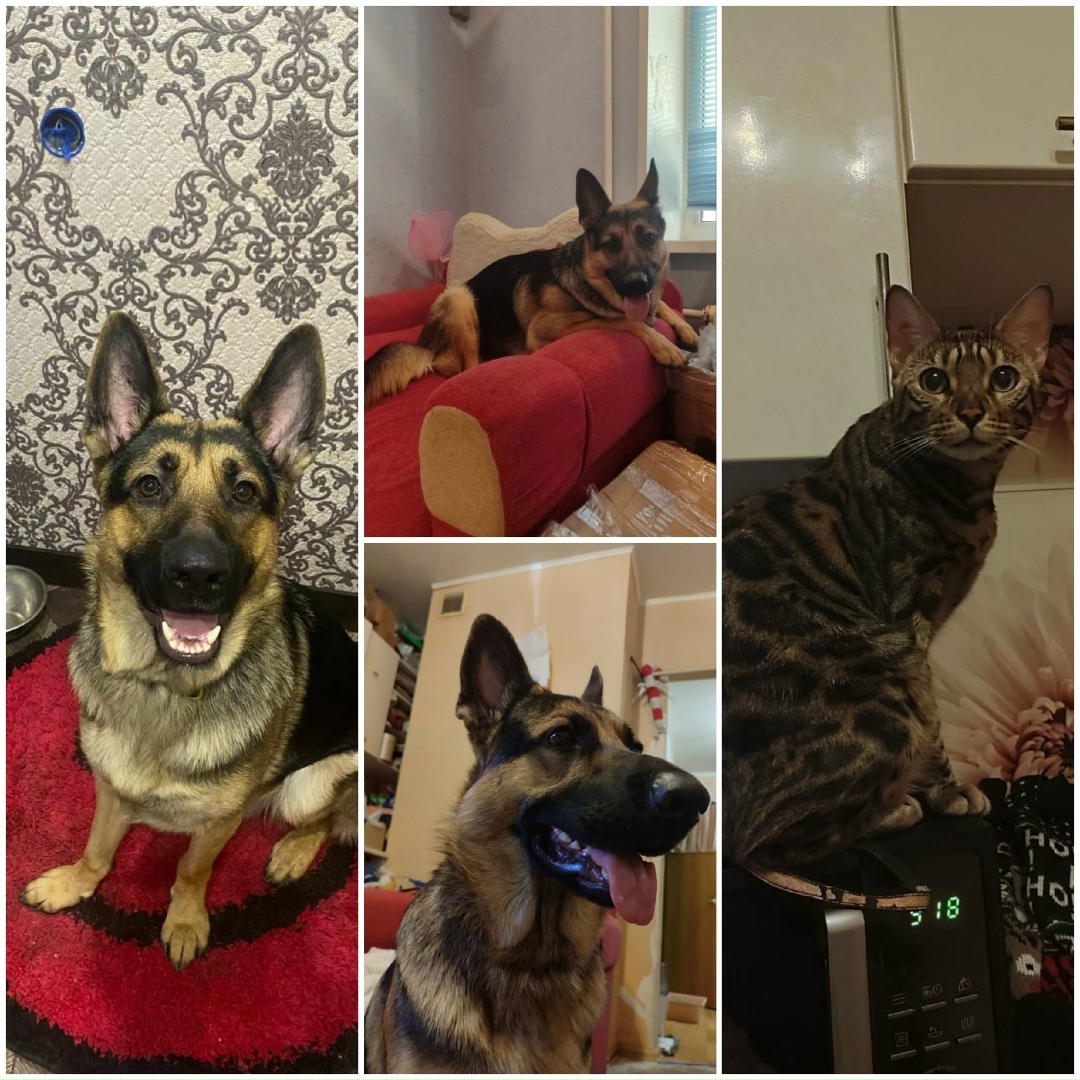 Пропала собака в Люберцах — фото объявления