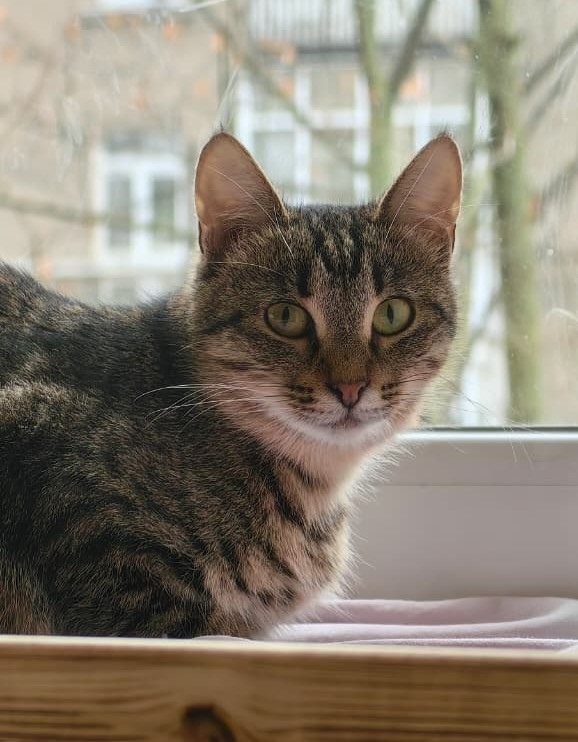 Найдена кошка в Люберцах — фото объявления