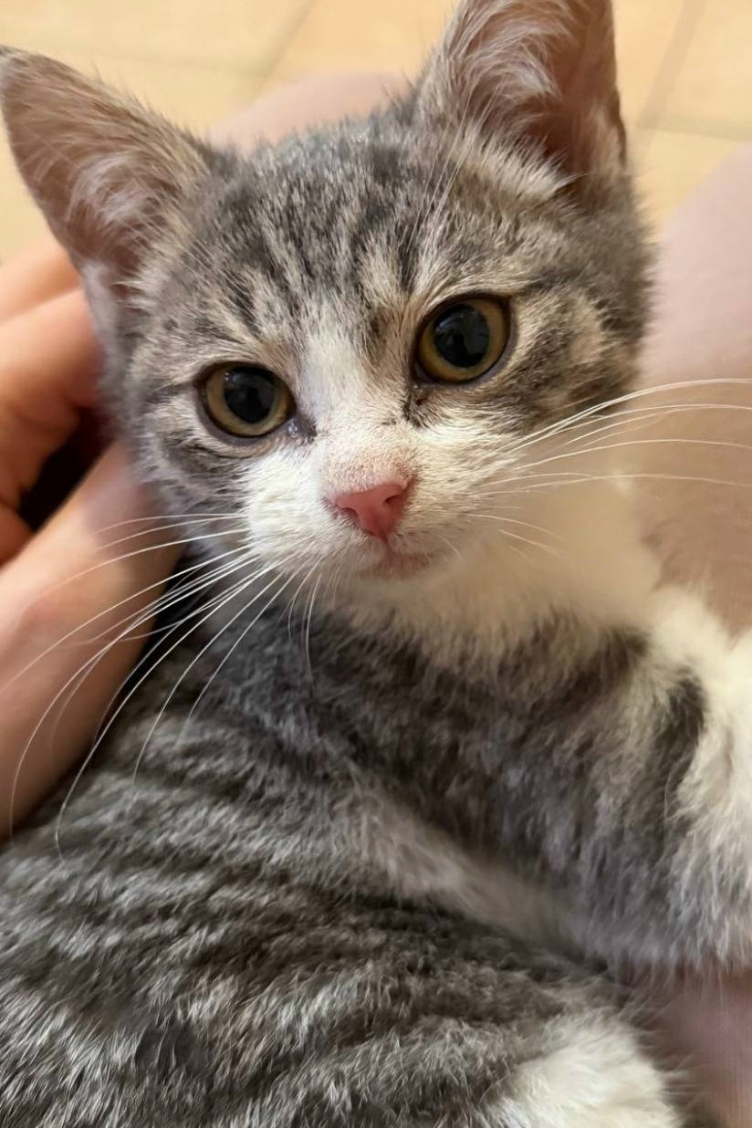 Найдена кошка в Люберцах — фото объявления