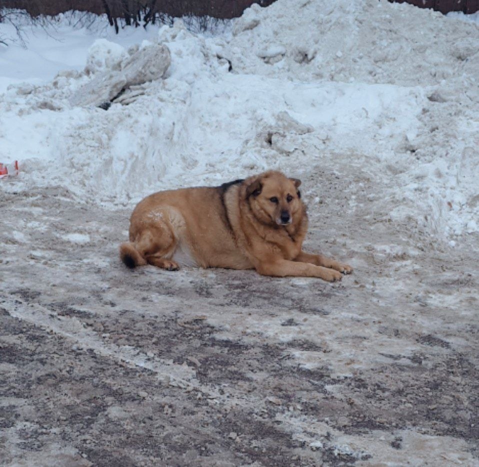 Пропала собака в Люберцах — фото объявления