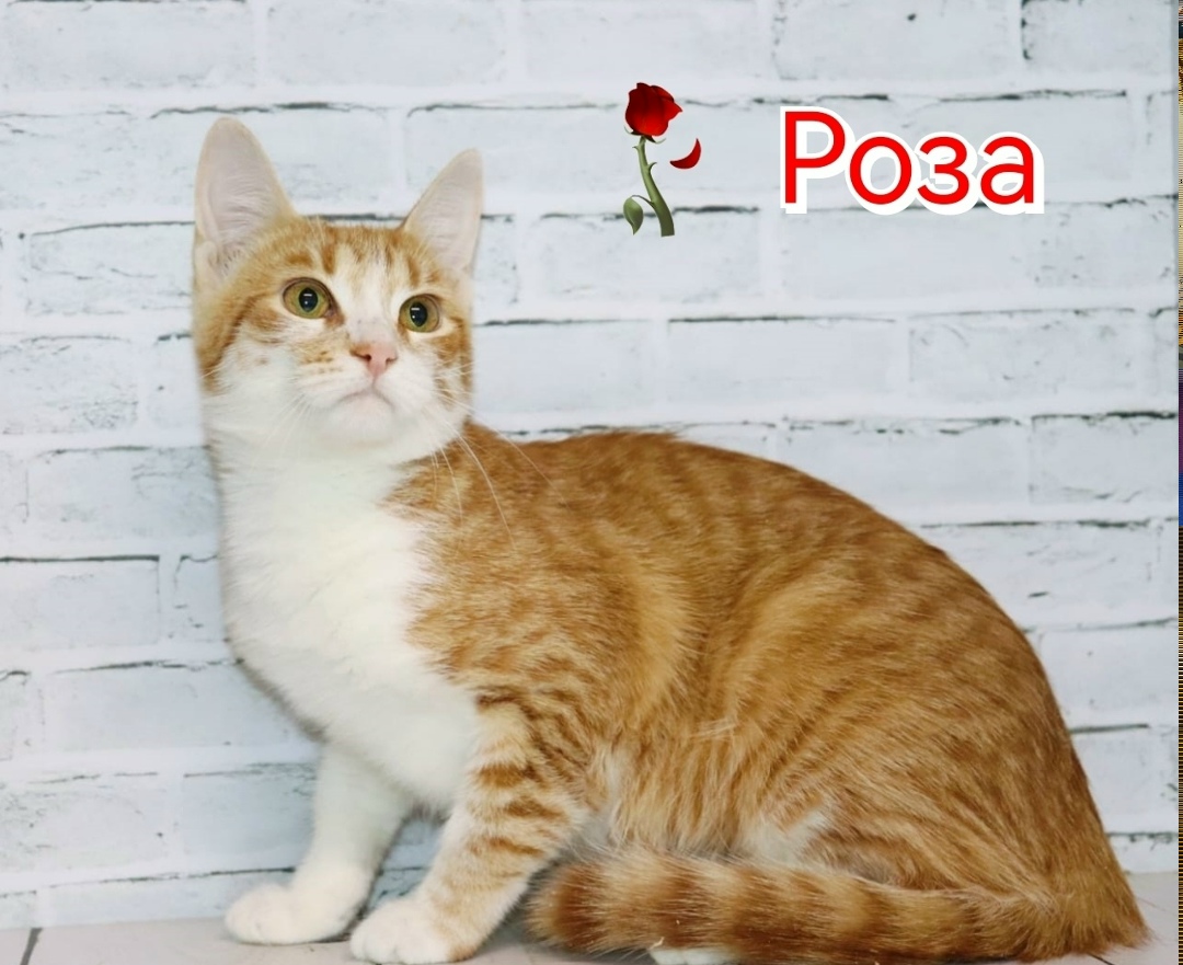 Найдена собака в Люберцах — фото объявления