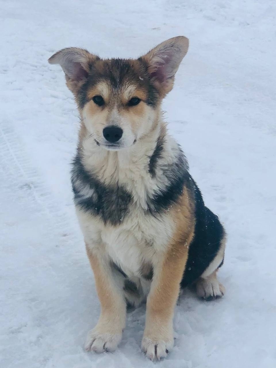 Найдена собака в Люберцах — фото объявления