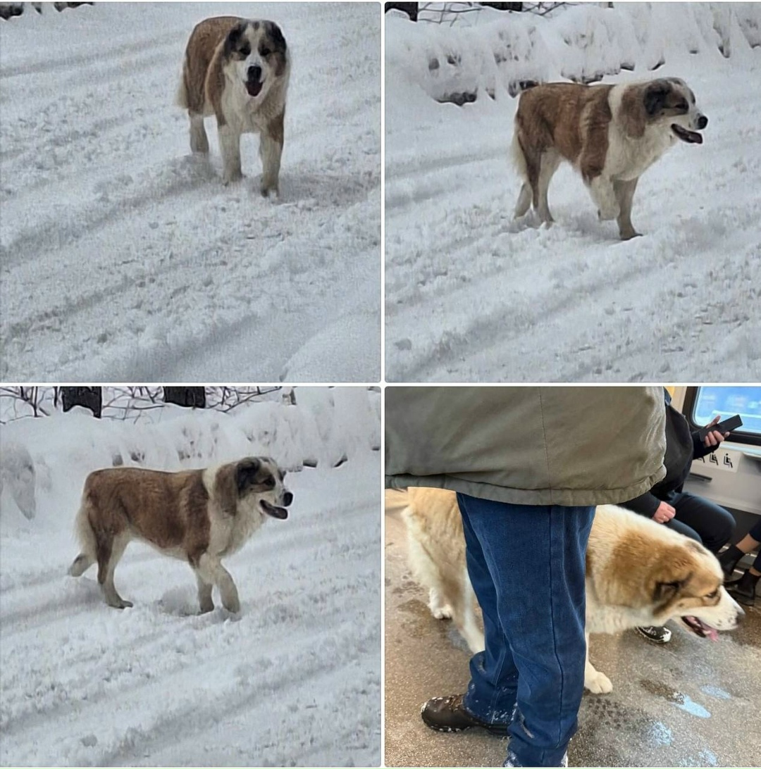 Найдена собака в Люберцах — фото объявления