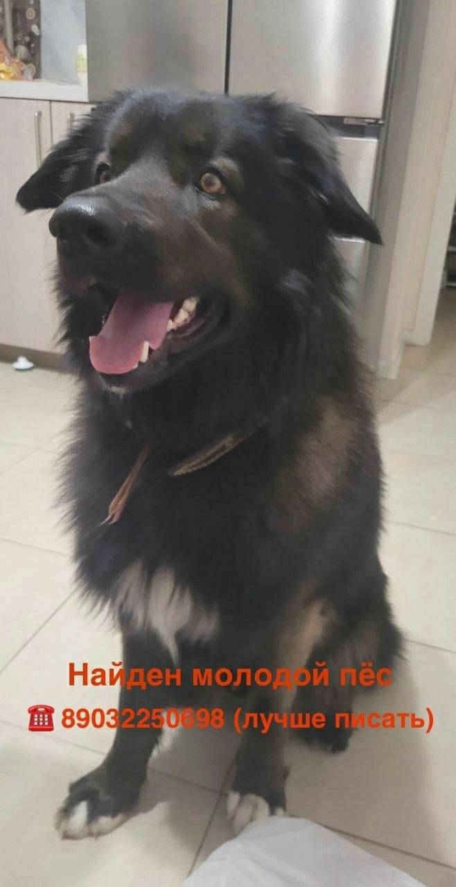 Найдена собака в Люберцах — фото объявления