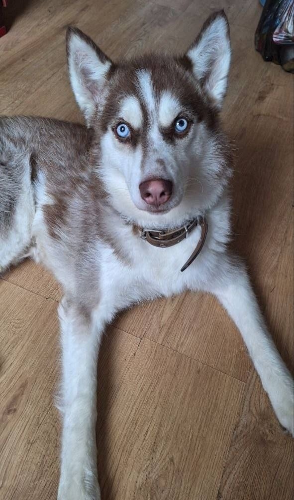 Пропала собака в Люберцах — фото объявления