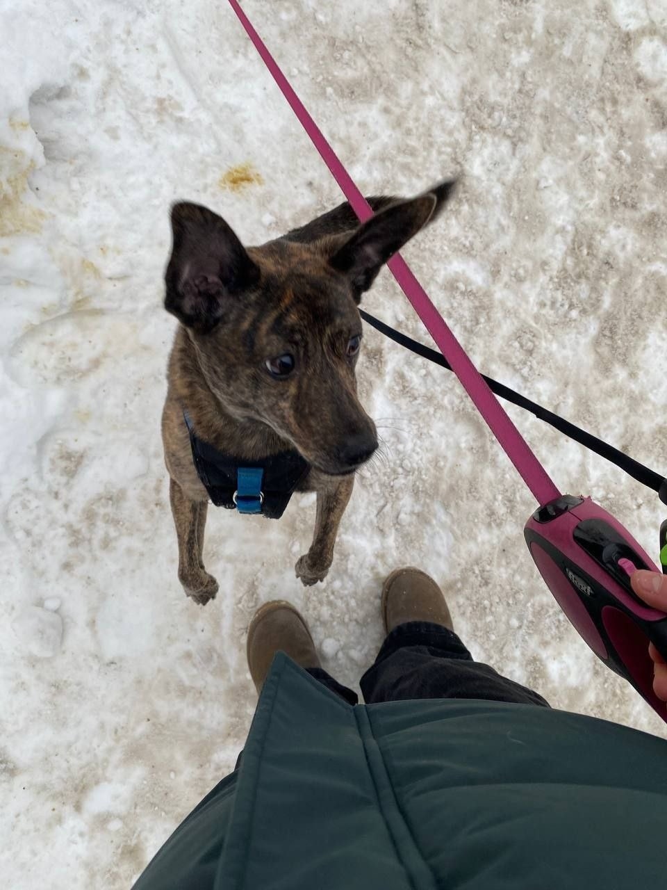Пропала собака в Люберцах — фото объявления