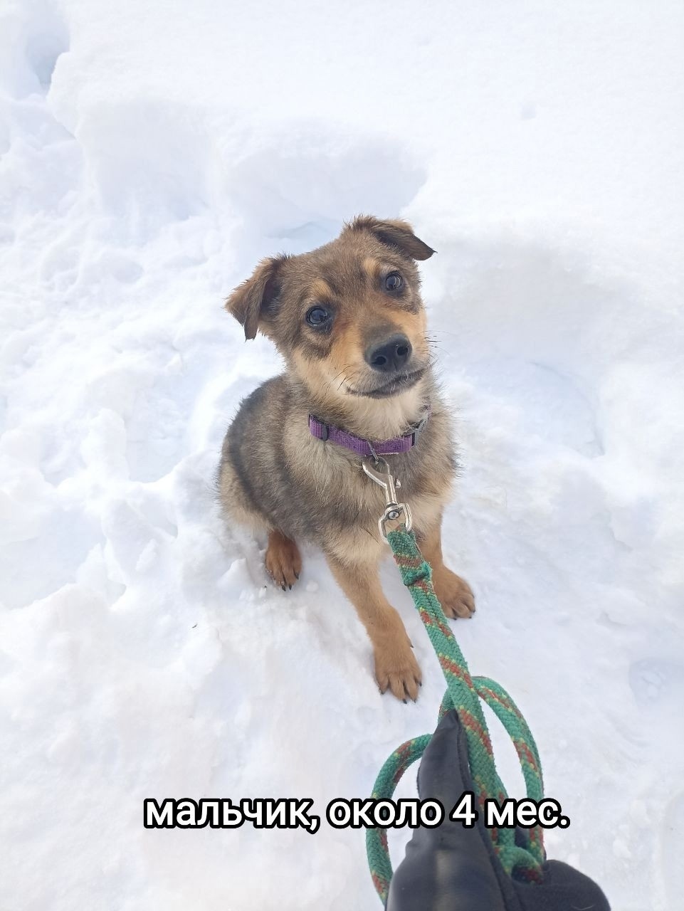 Найдена собака в Люберцах — фото объявления