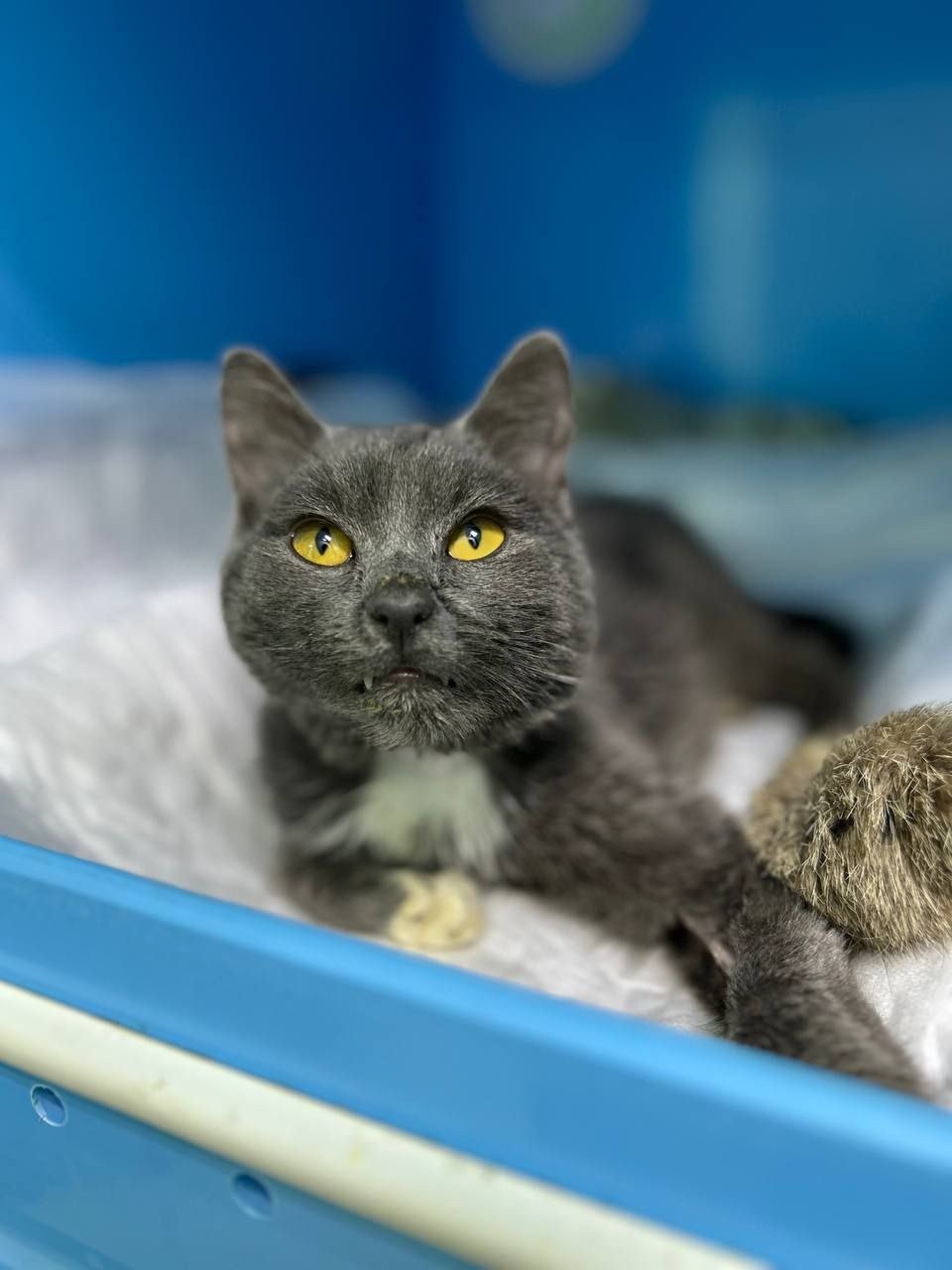 Найдена собака в Люберцах — фото объявления