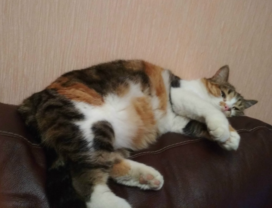 Пропала кошка в Люберцах — фото объявления