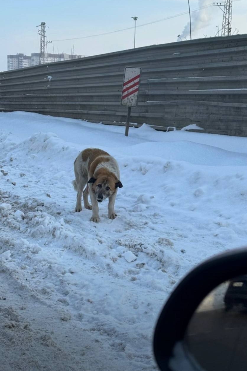 Пропала собака в Люберцах — фото объявления
