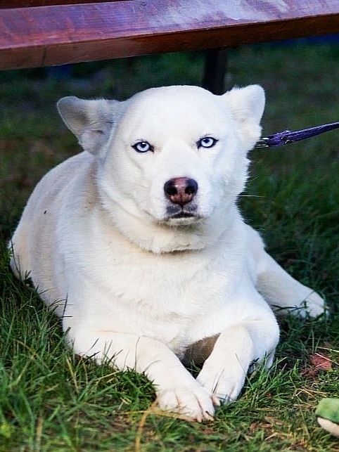 Пропала собака в Люберцах — фото объявления
