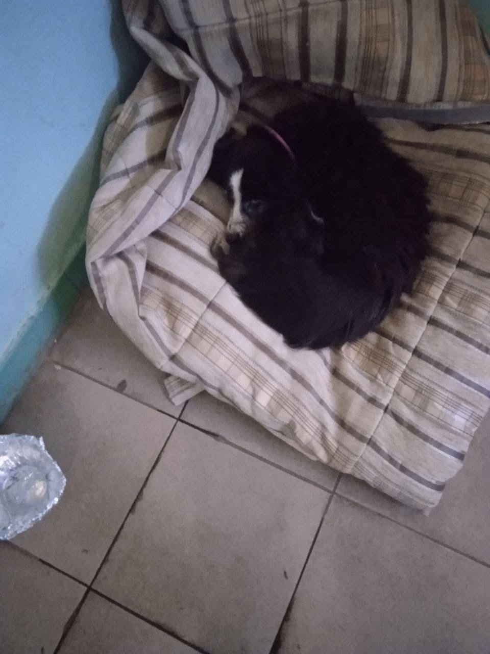 Найдена собака в Люберцах — фото объявления