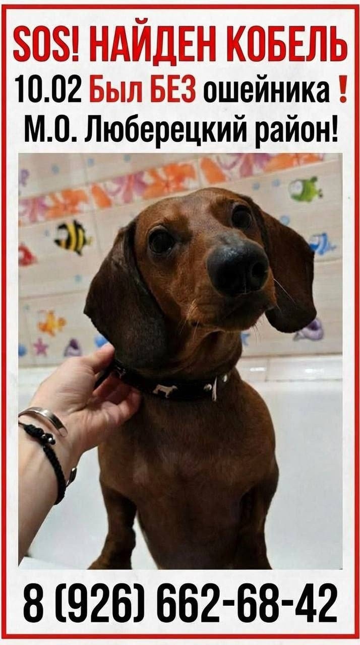 Найдена собака в Люберцах — фото объявления
