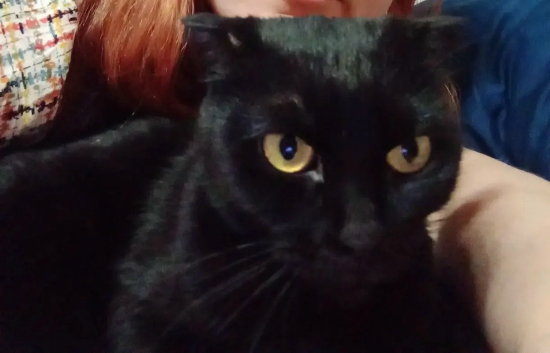 Пропала кошка в Люберцах — фото объявления