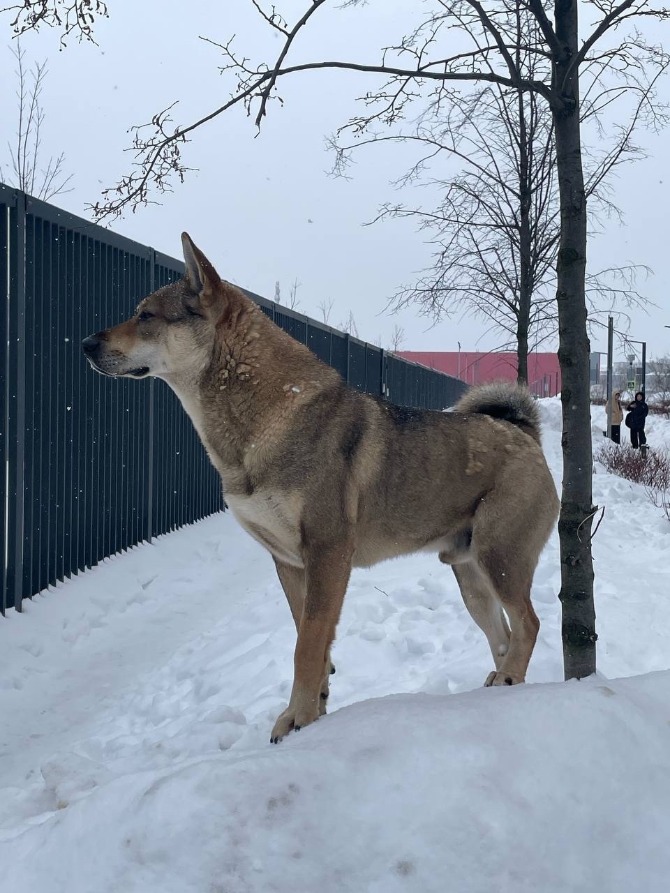 Найдена собака в Люберцах — фото объявления