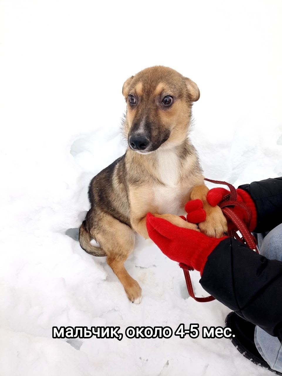 Найдена собака в Люберцах — фото объявления