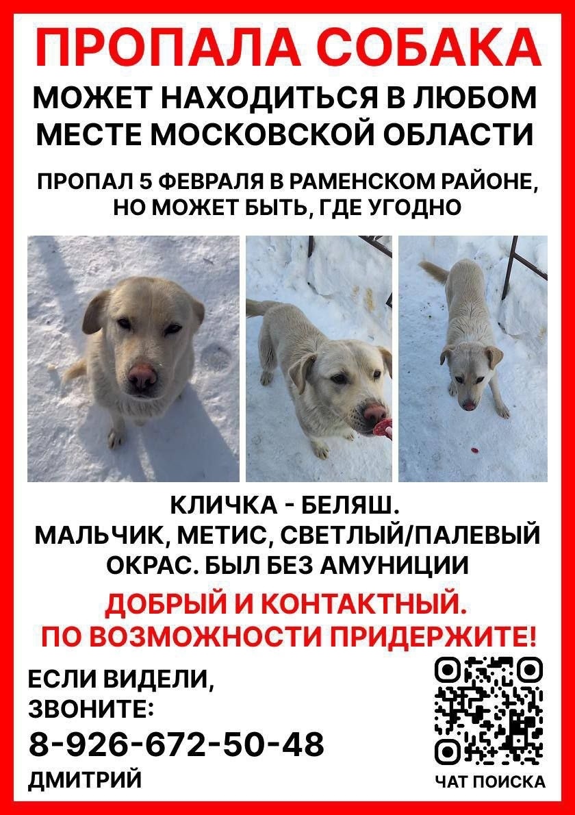 Пропала собака в Люберцах — фото объявления