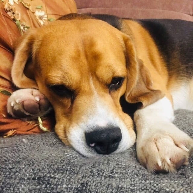 Пропала собака в Люберцах — фото объявления