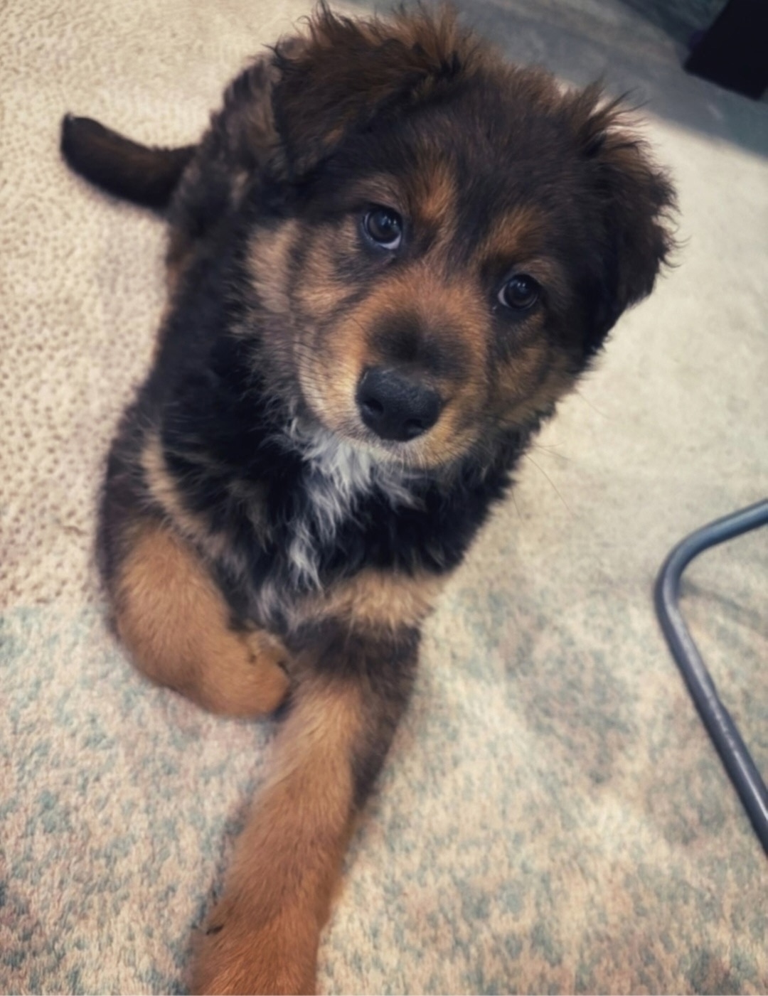 Найдена собака в Люберцах — фото объявления