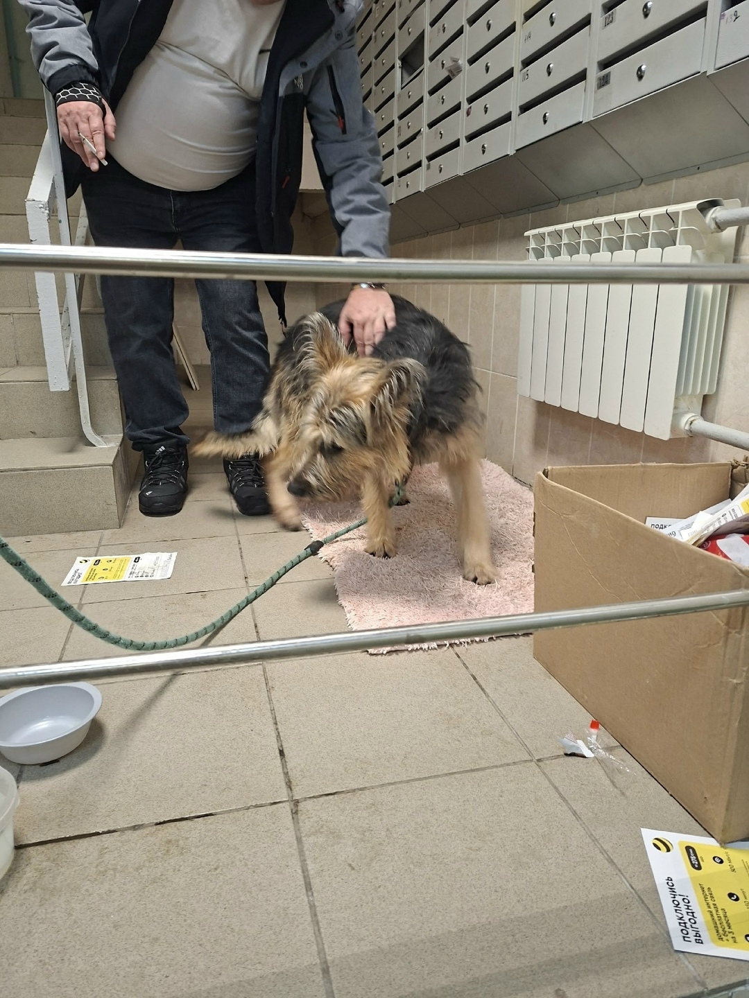 Найдена собака в Люберцах — фото объявления