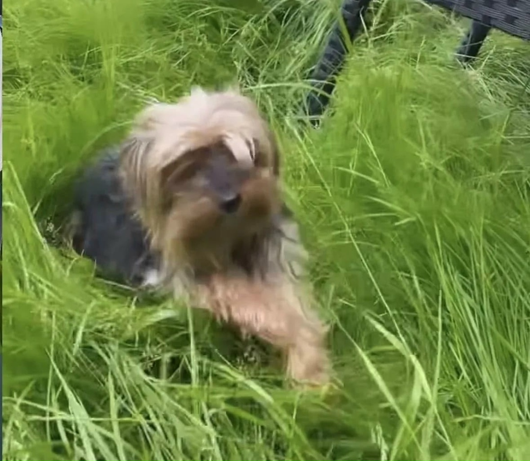 Пропала собака в Люберцах — фото объявления