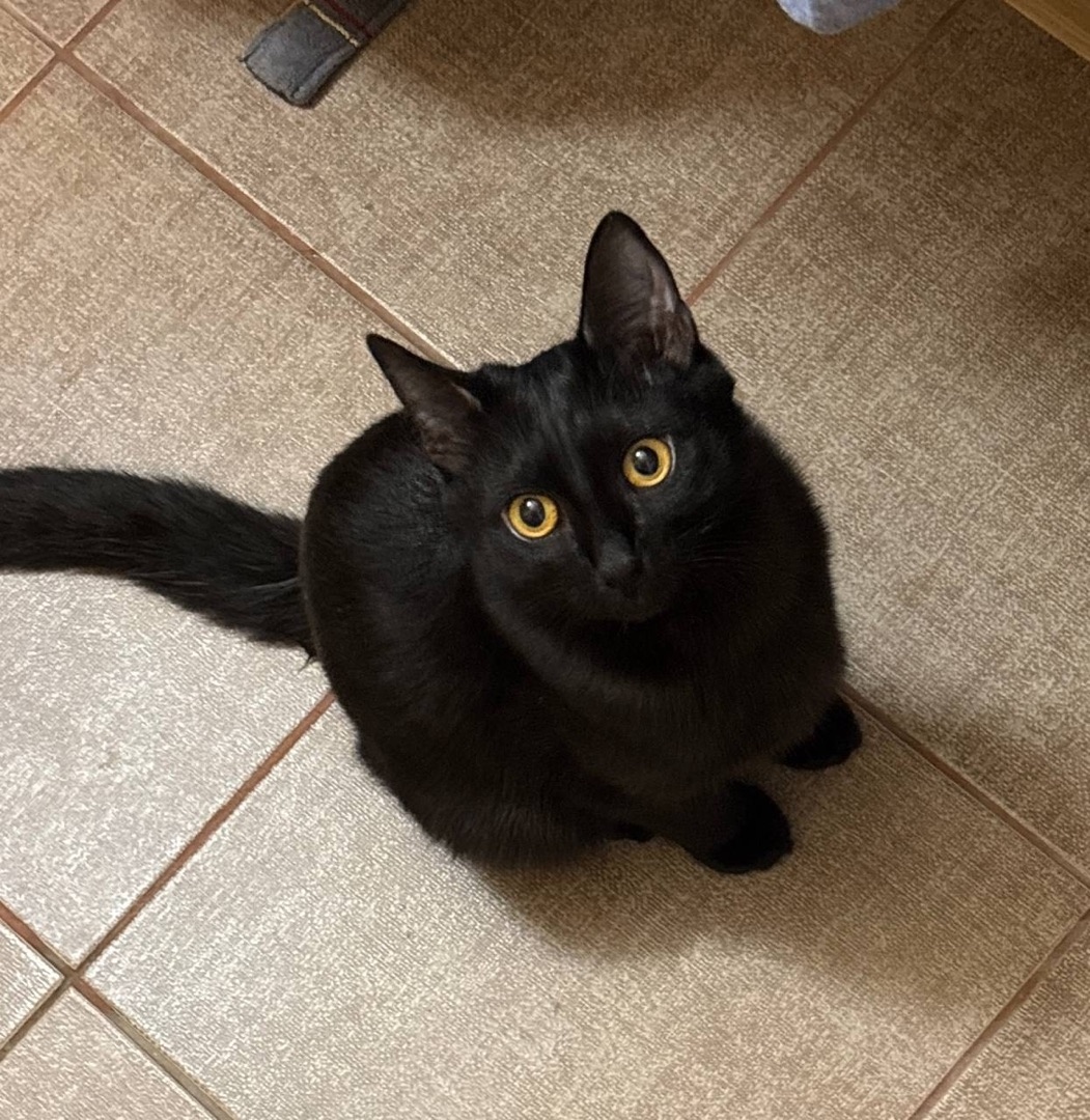 Найдена кошка в Люберцах — фото объявления