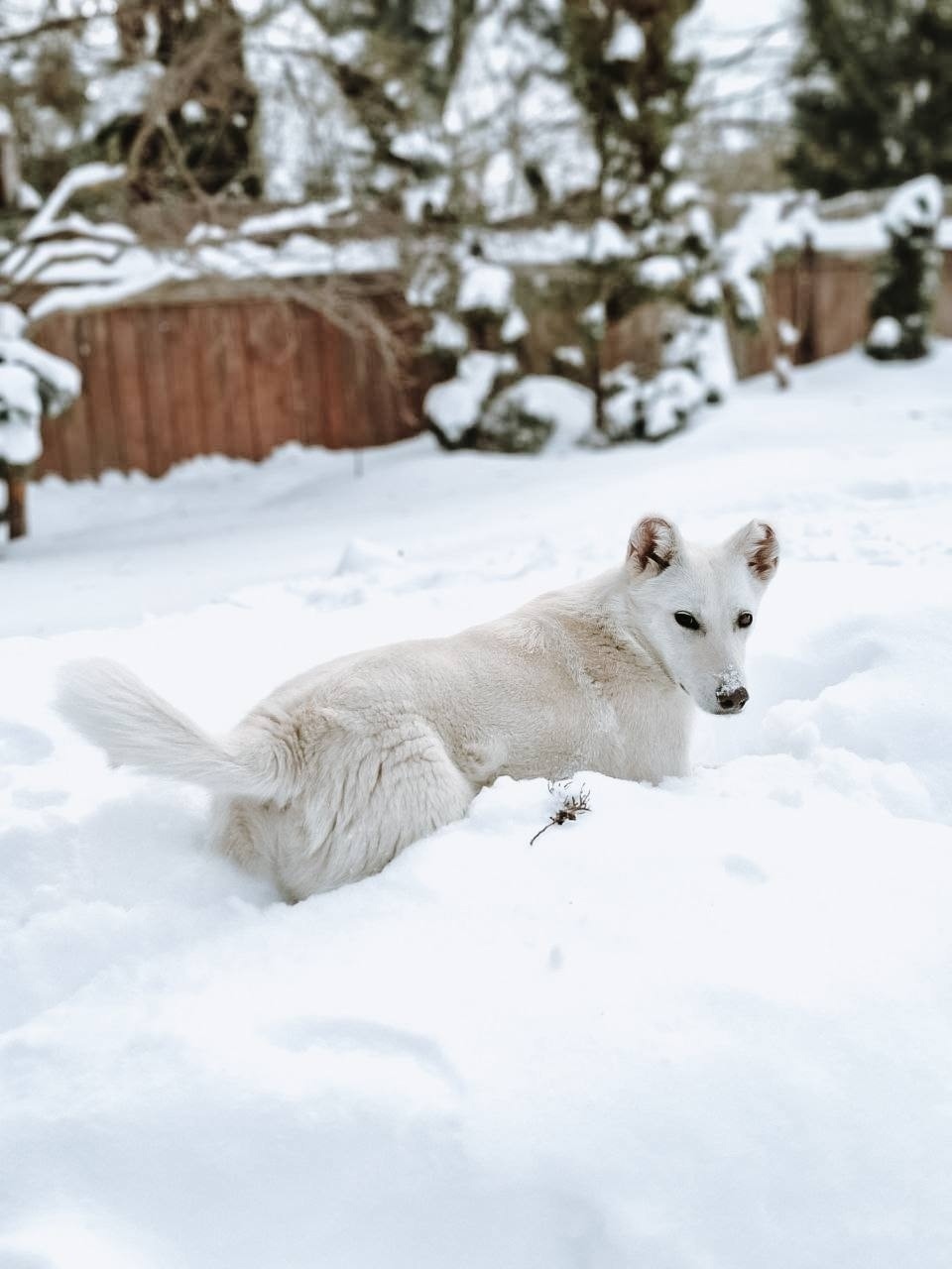 Пропала собака в Люберцах — фото объявления