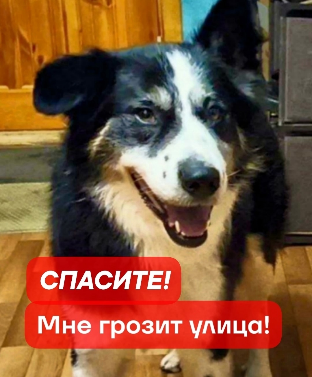 Найдена собака в Люберцах — фото объявления