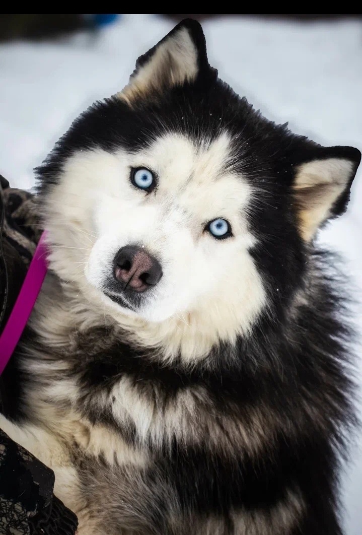 Найдена собака в Люберцах — фото объявления